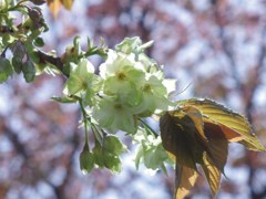 聖天さんの桜・御衣黄