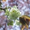 聖天さんの桜・御衣黄