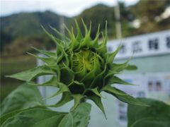 これから咲きます