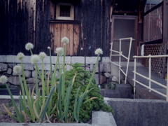 ねぎ坊主