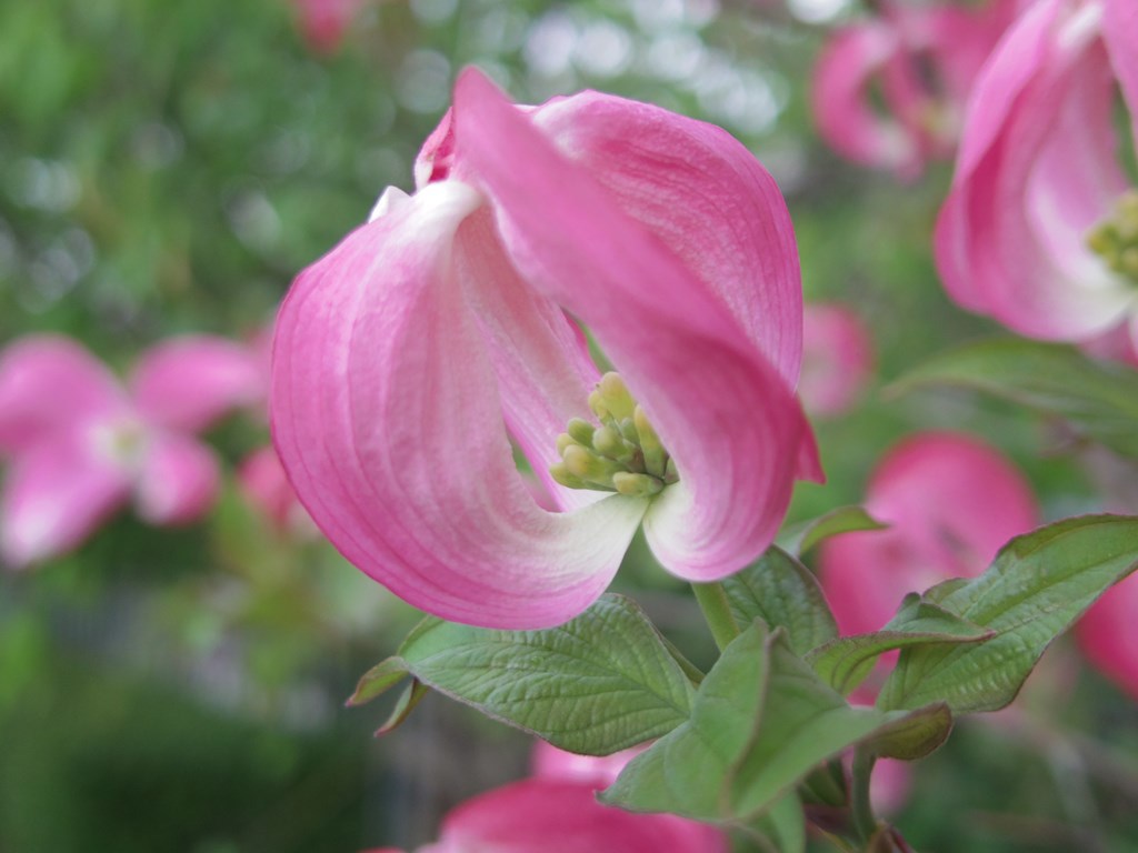 dogwood