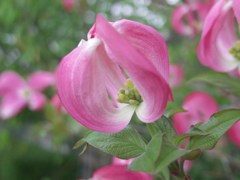 dogwood