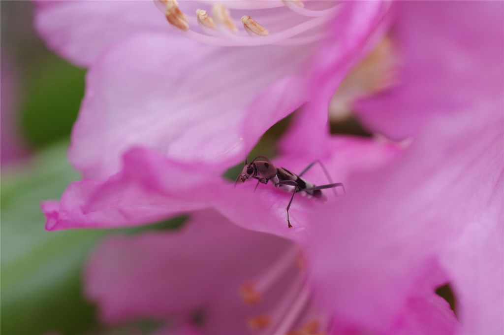 花の住人#2