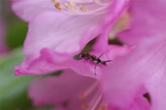 花の住人#2