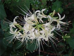 白い花火