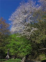 春の色