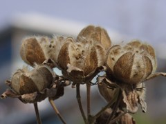 花のあと