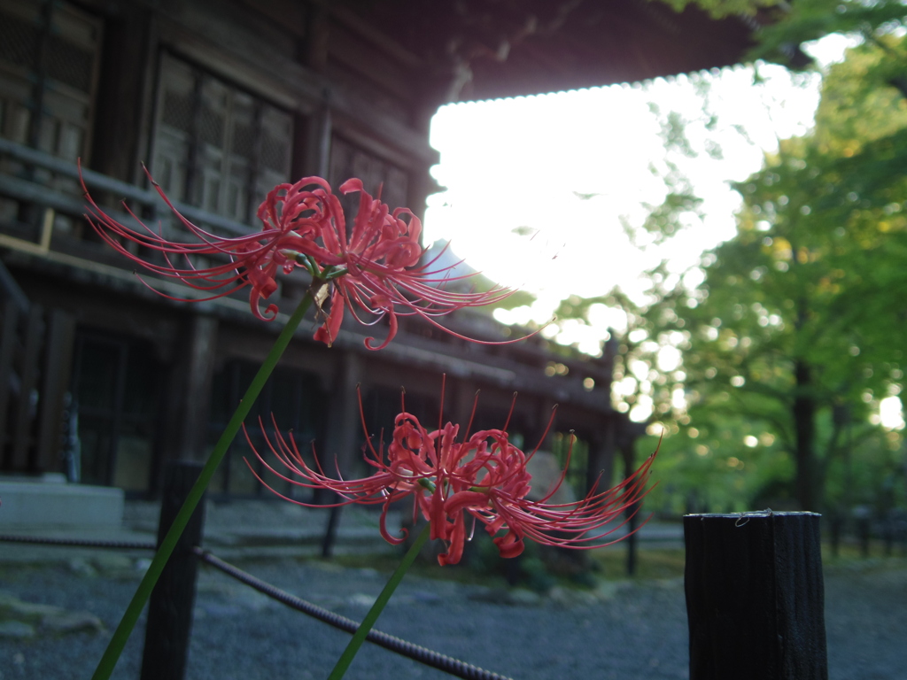 日陰に咲く