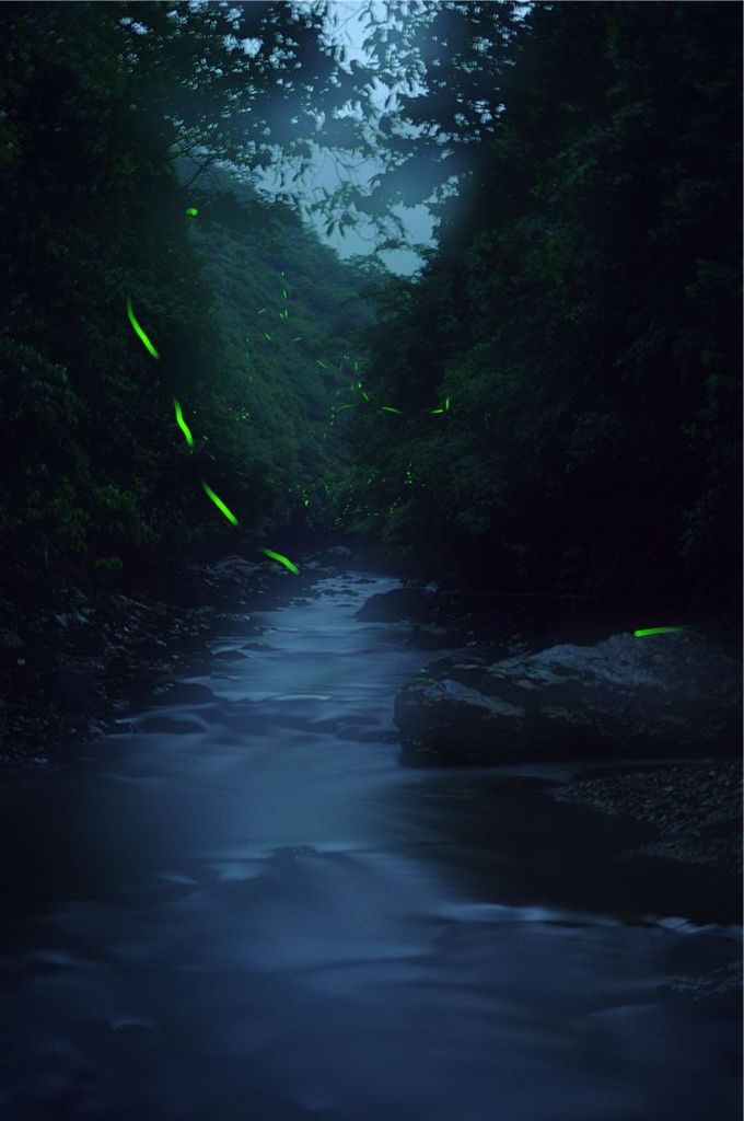 渓流之蛍