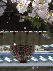 聖天さんの桜・散り行く