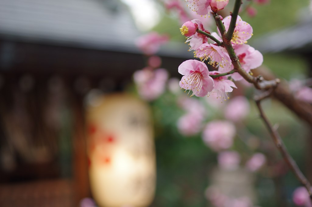 天神さんの梅