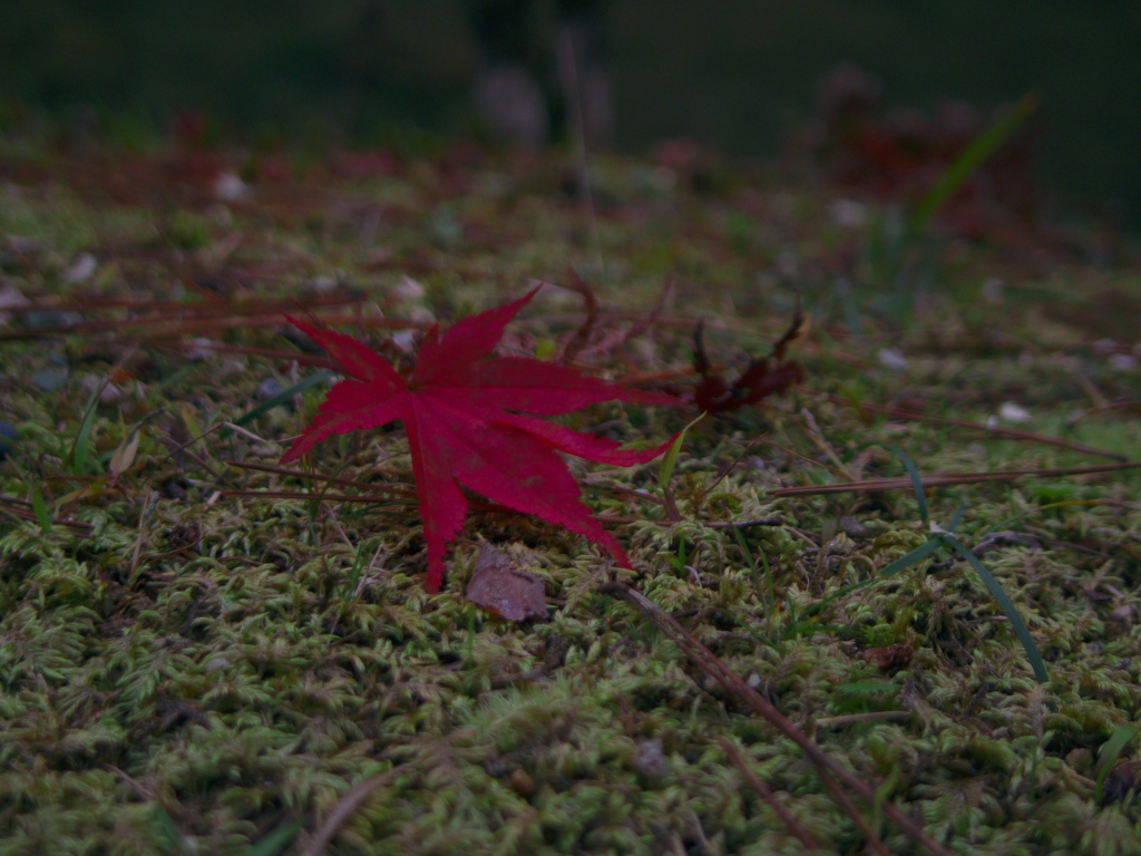 紅を置く