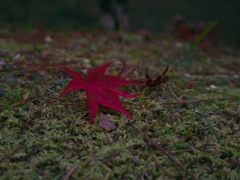 紅を置く