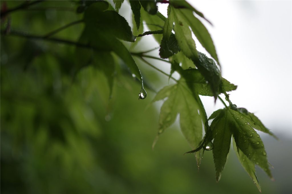rain drop#1