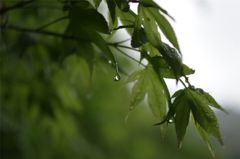 rain drop#1