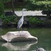 さぎとかめ