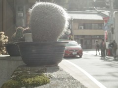 さぼてん