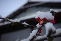 雪ニ耐ヘテ梅花麗シ