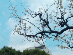 長閑なりや、春の空