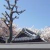 聖天さんの桜