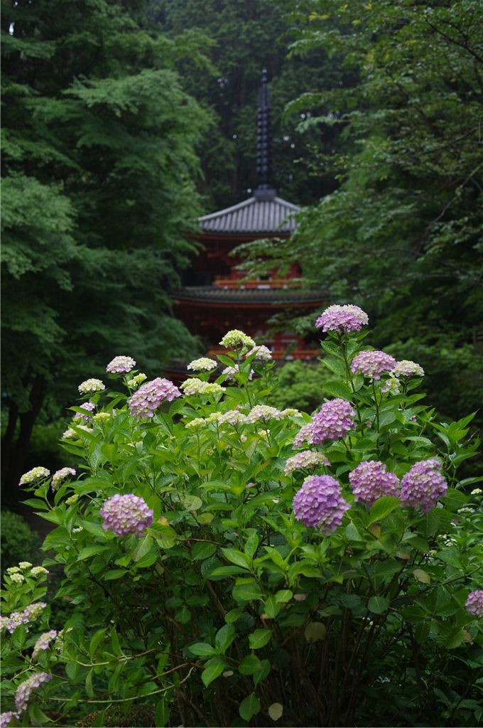 紫陽花寺