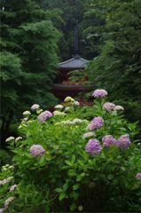 紫陽花寺