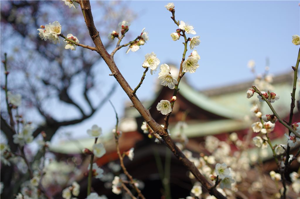 白梅宮