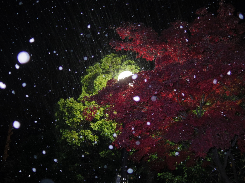 Snowy Night