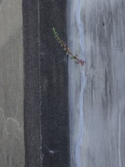 にょきっ
