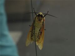 白影参上