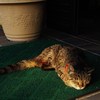 ひだまり