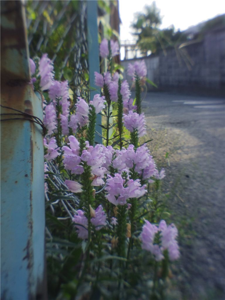路傍の花
