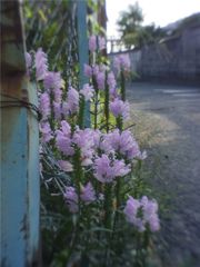 路傍の花