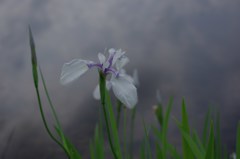 杜若・白