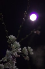 early blooming...