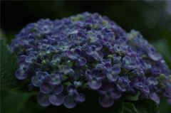 六花撰#6
