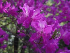 日陰に