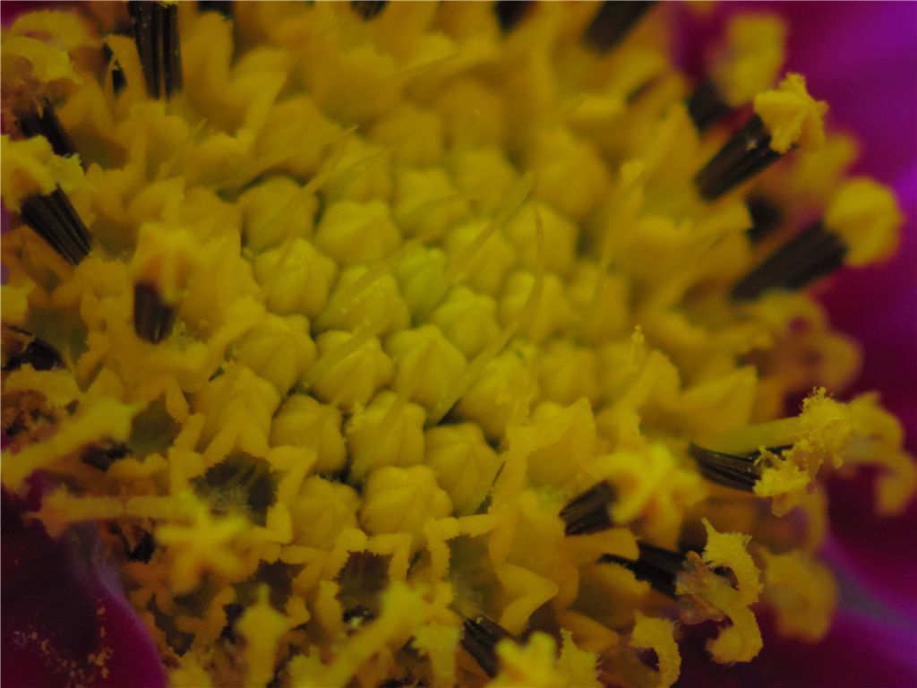 花芯