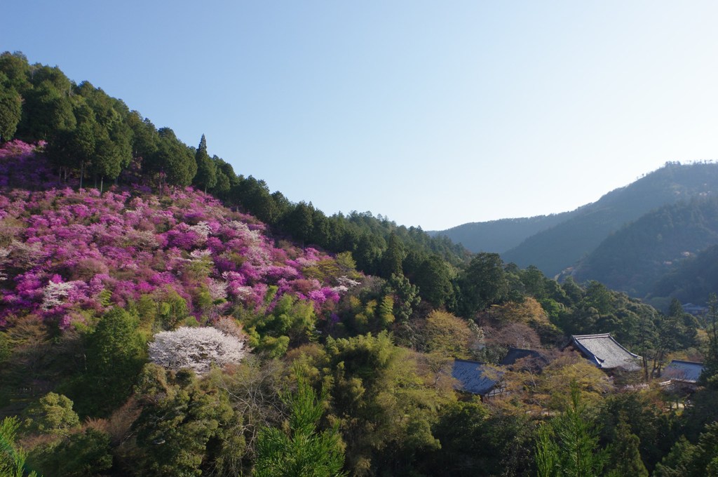 槙尾春景