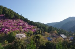 槙尾春景