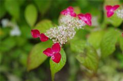 六花撰#5