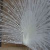 white peacock