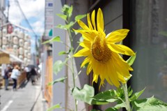 向日葵