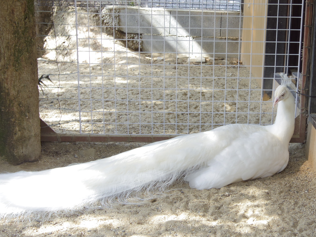 white peacock #2