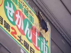 巣作り