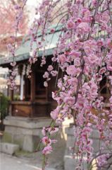 天神さんの梅・しだれ紅梅