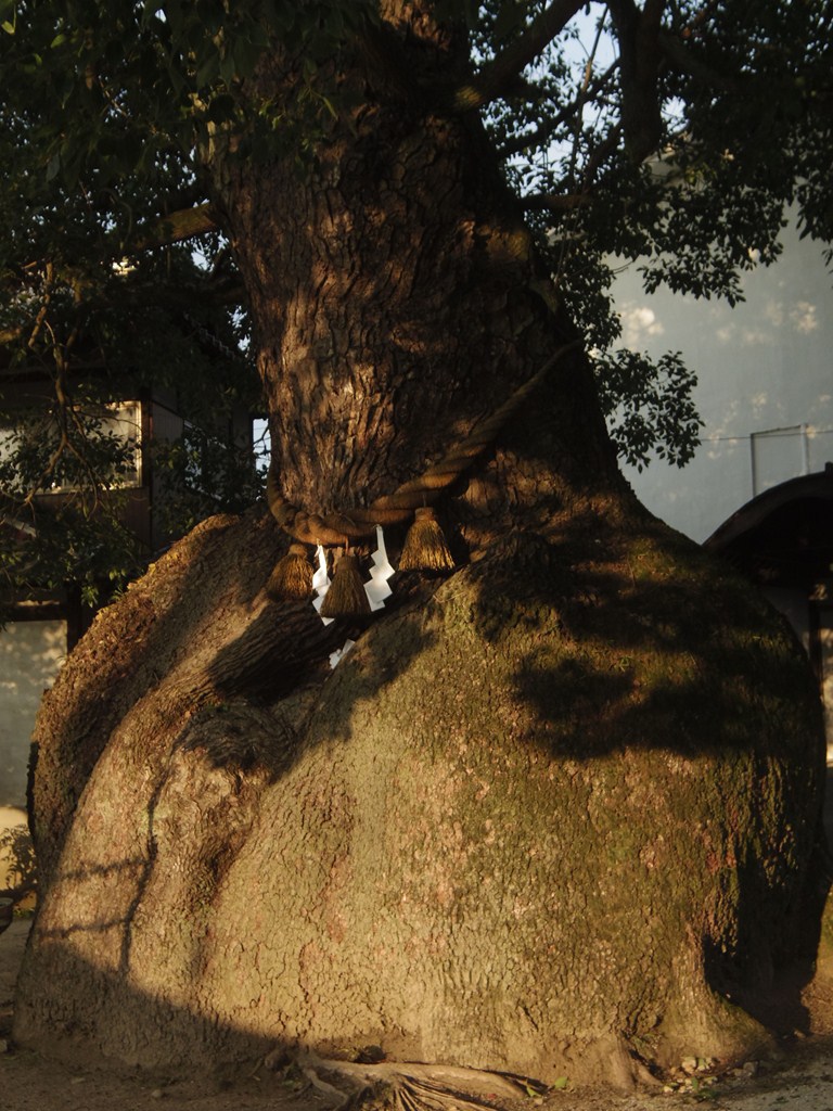 神宿る木