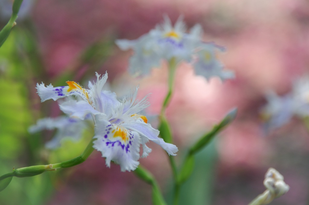 Iris Japonica