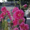 はなやぎ