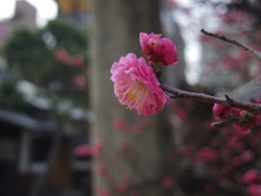 春な忘れそ